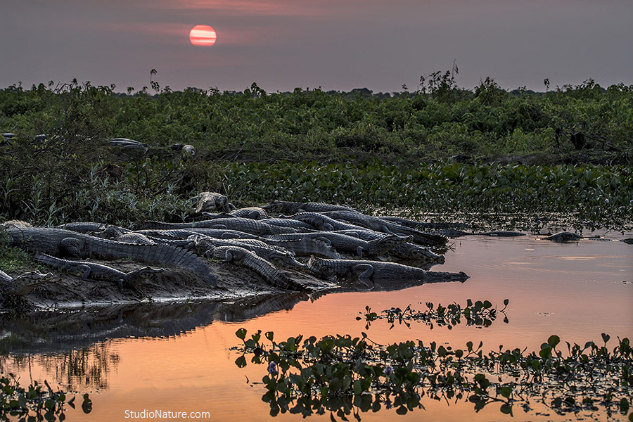 001-caimans-pantanal-calendini-com